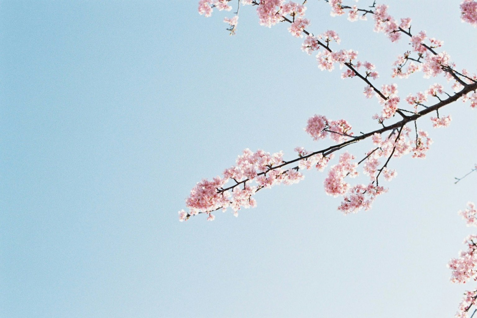 Cherry blossom branch with pink flowers against a blue sky