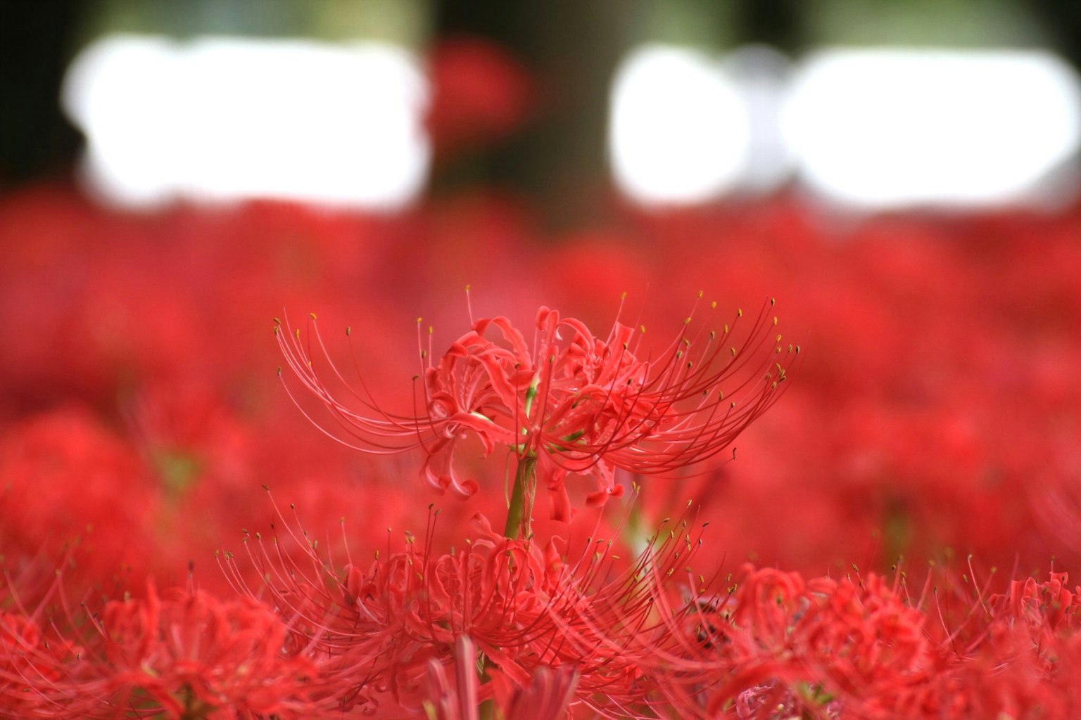 Gros plan sur des lys araignées rouges en fleurs