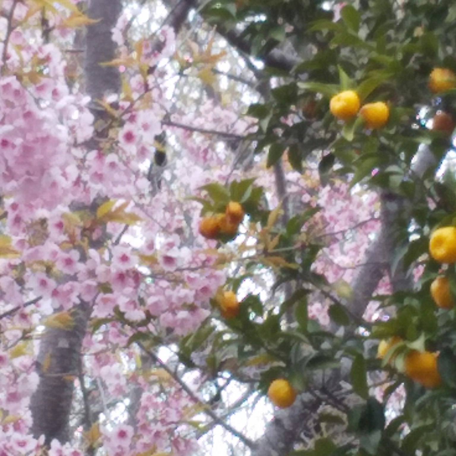 美麗的場景，櫻花與柑橘果實共存