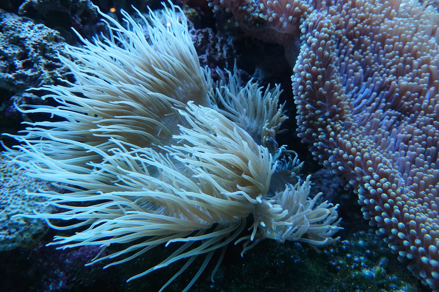 Anemoni marini bianchi che ondeggiano in acque blu accanto a coralli colorati