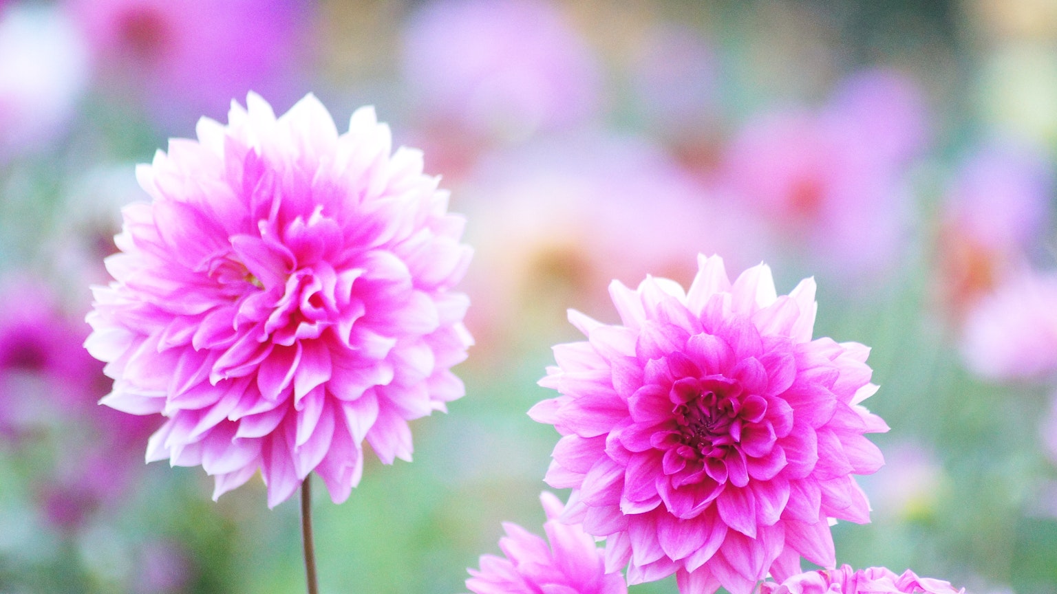 Vibrante rosa Dahlienblüten blühen in einem Garten