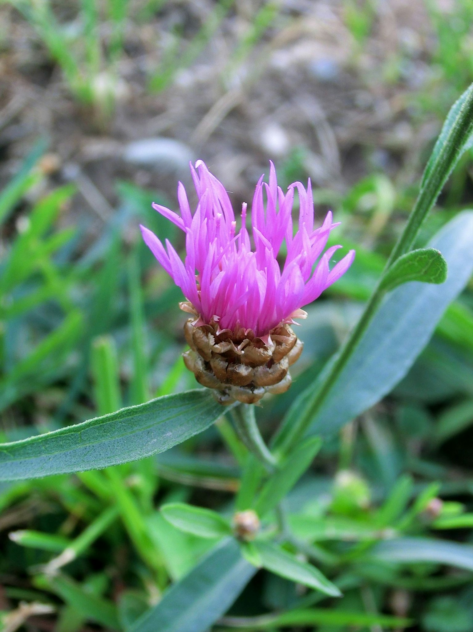 Foto en primer plano de una planta con flores moradas vibrantes