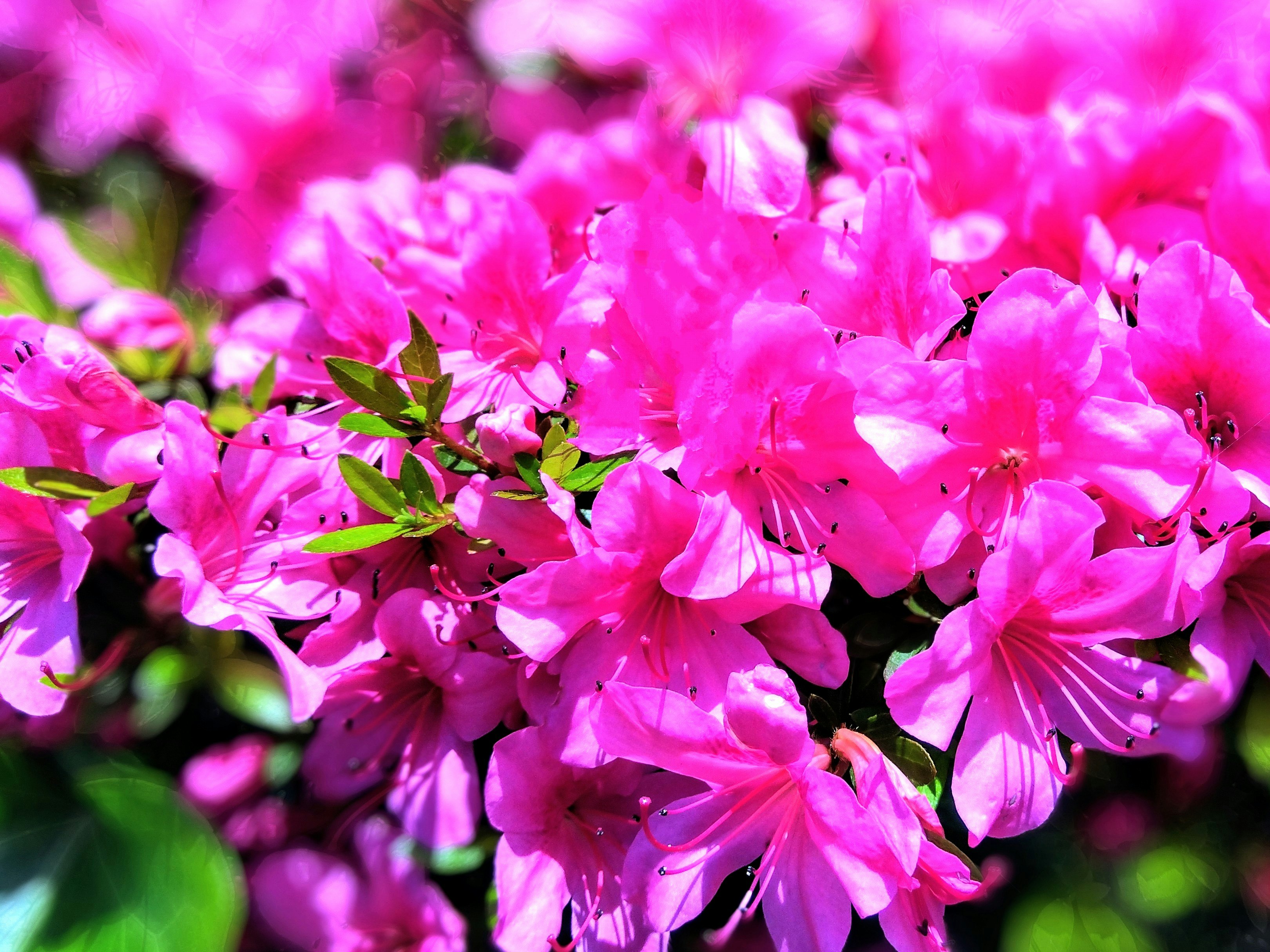 鮮やかなピンクのサツキの花が密集して咲く様子