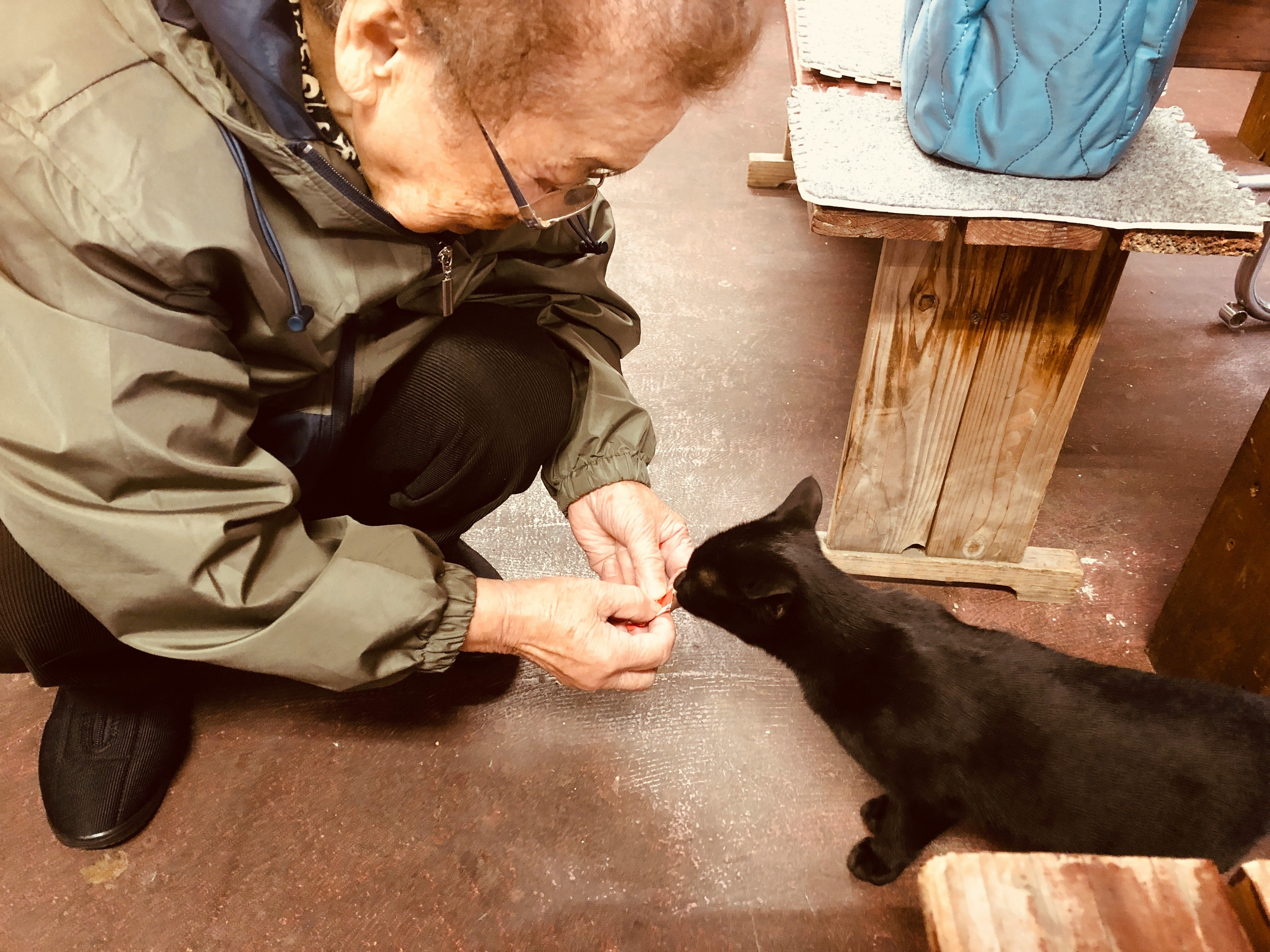 猫に手を差し出す人のいる室内の暮らしの一コマ
