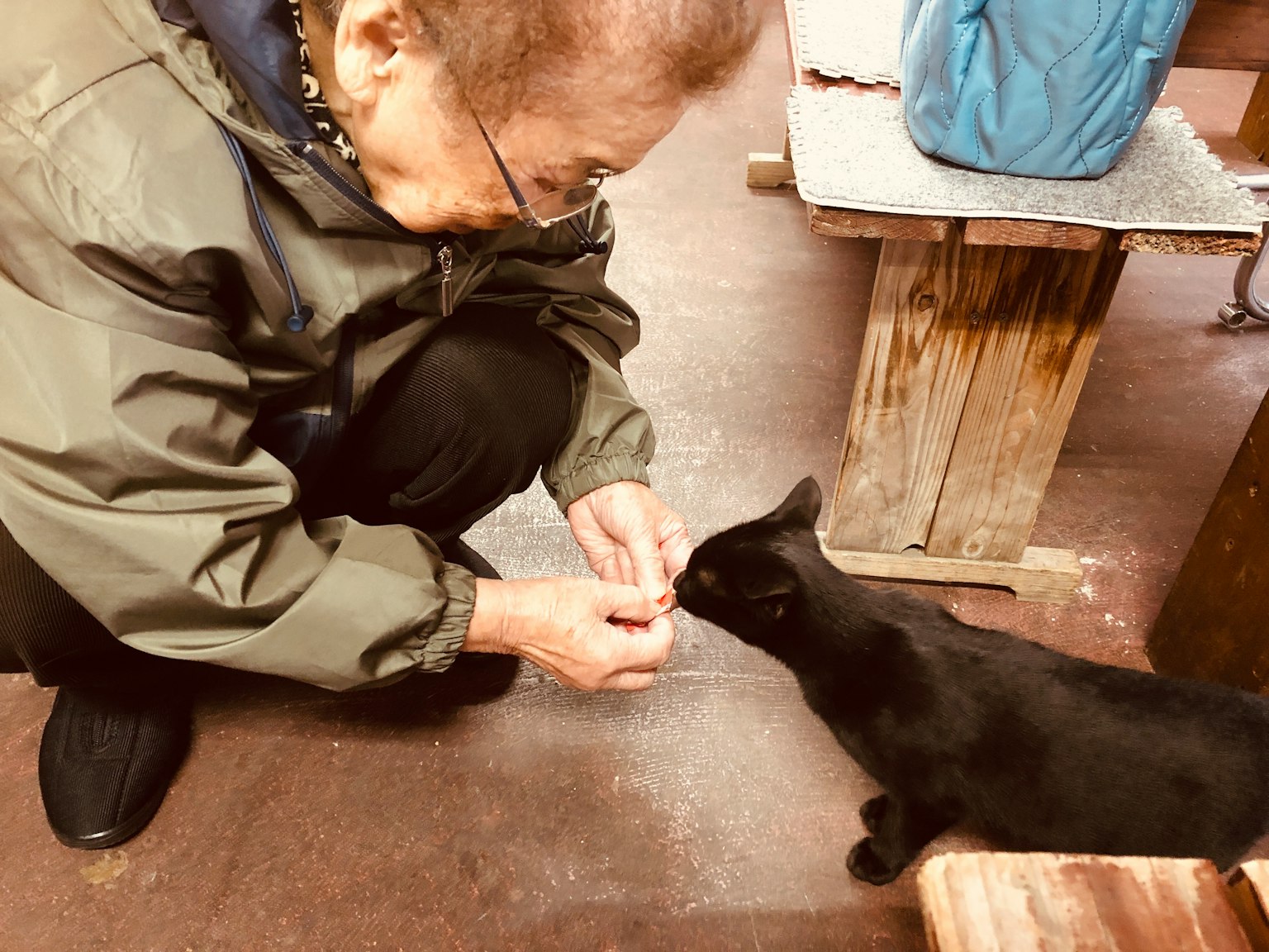 老年人喂一只黑猫