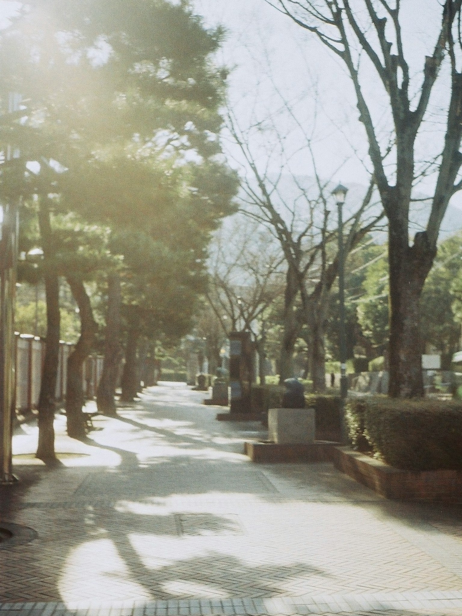 부드러운 햇살이 비치는 나무가 늘어선 평화로운 공원 산책로