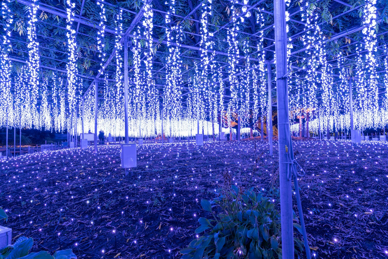 พื้นที่มหัศจรรย์ที่มีม่านไฟสีน้ำเงินห้อยลงมา