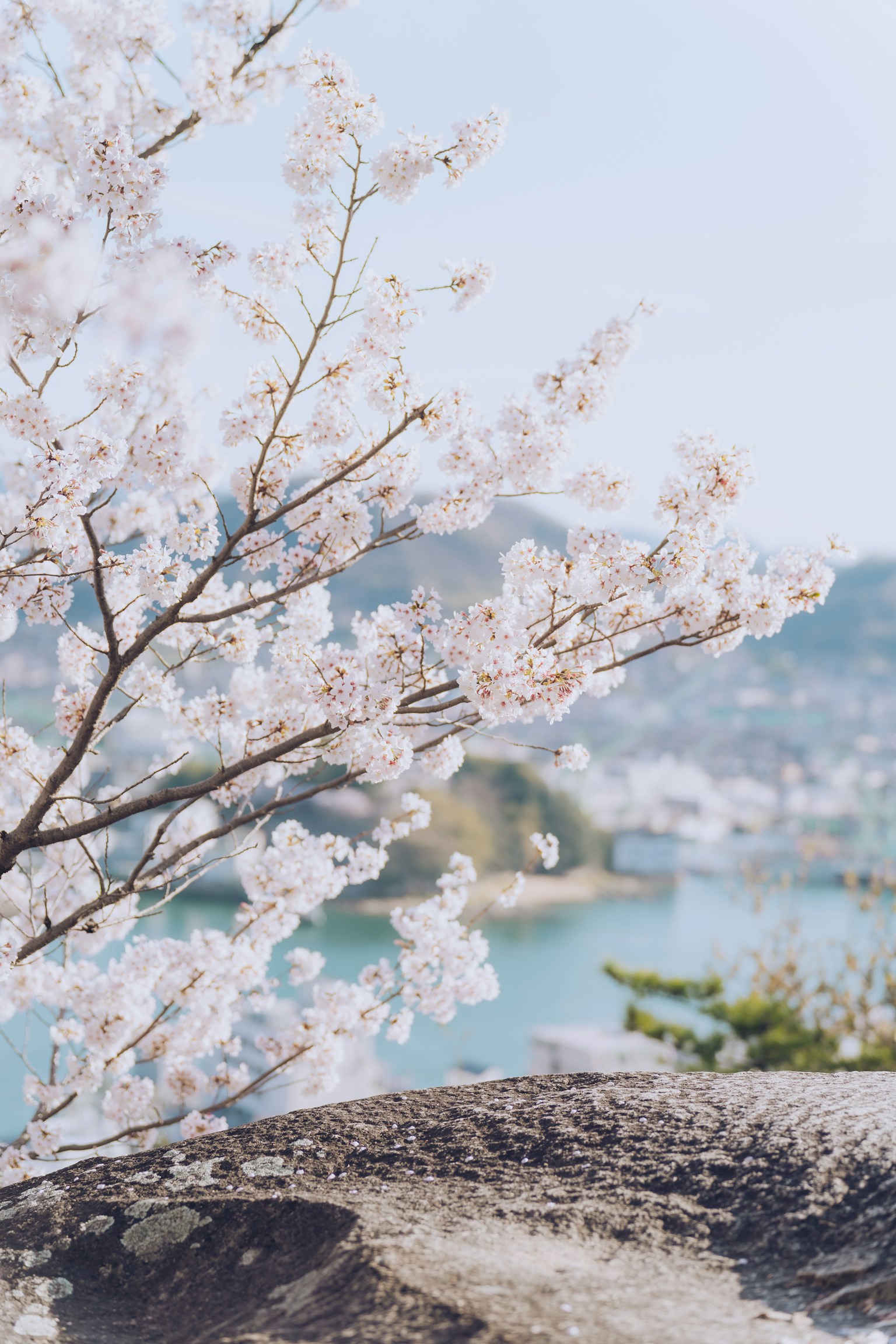 Cherry blossom branch with flowers and a view of the sea in the background