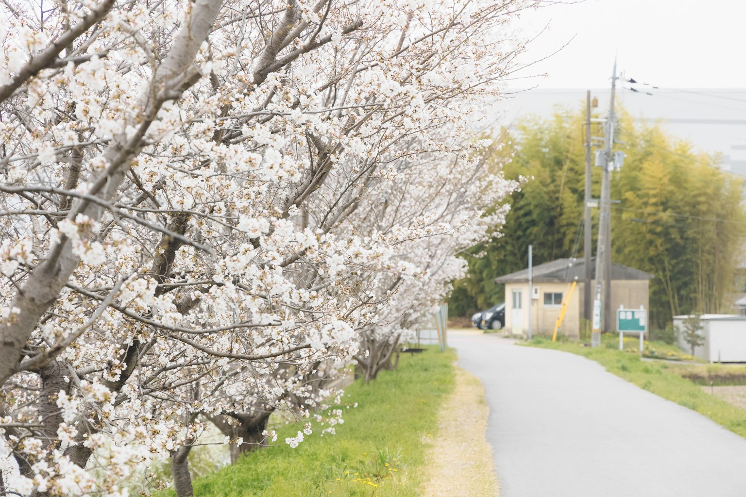 櫻花樹沿著寧靜的道路和一座小房子