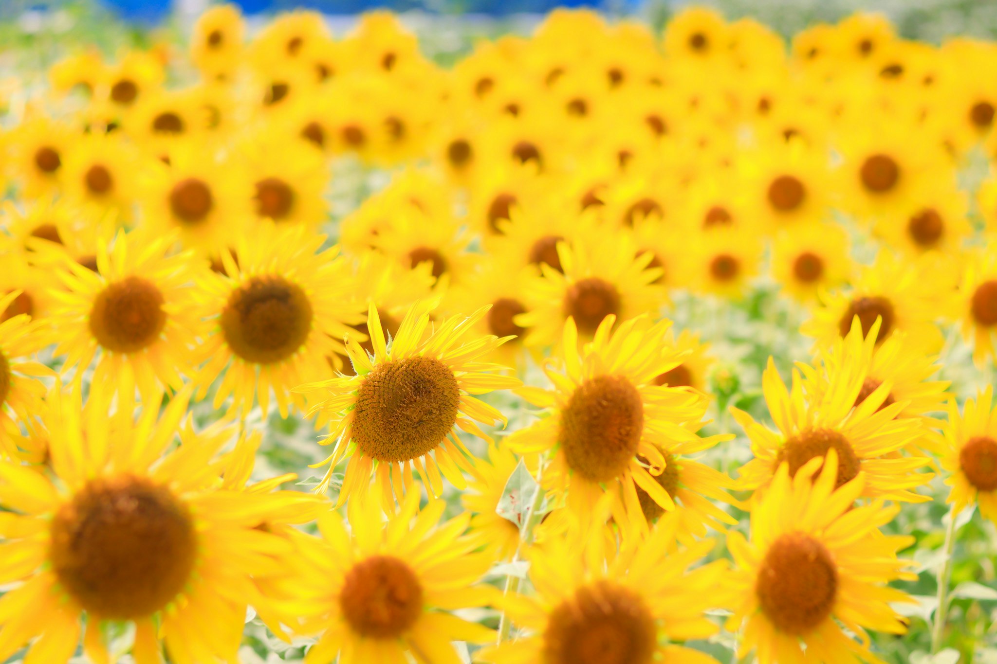 満開のヒマワリ畑の花々