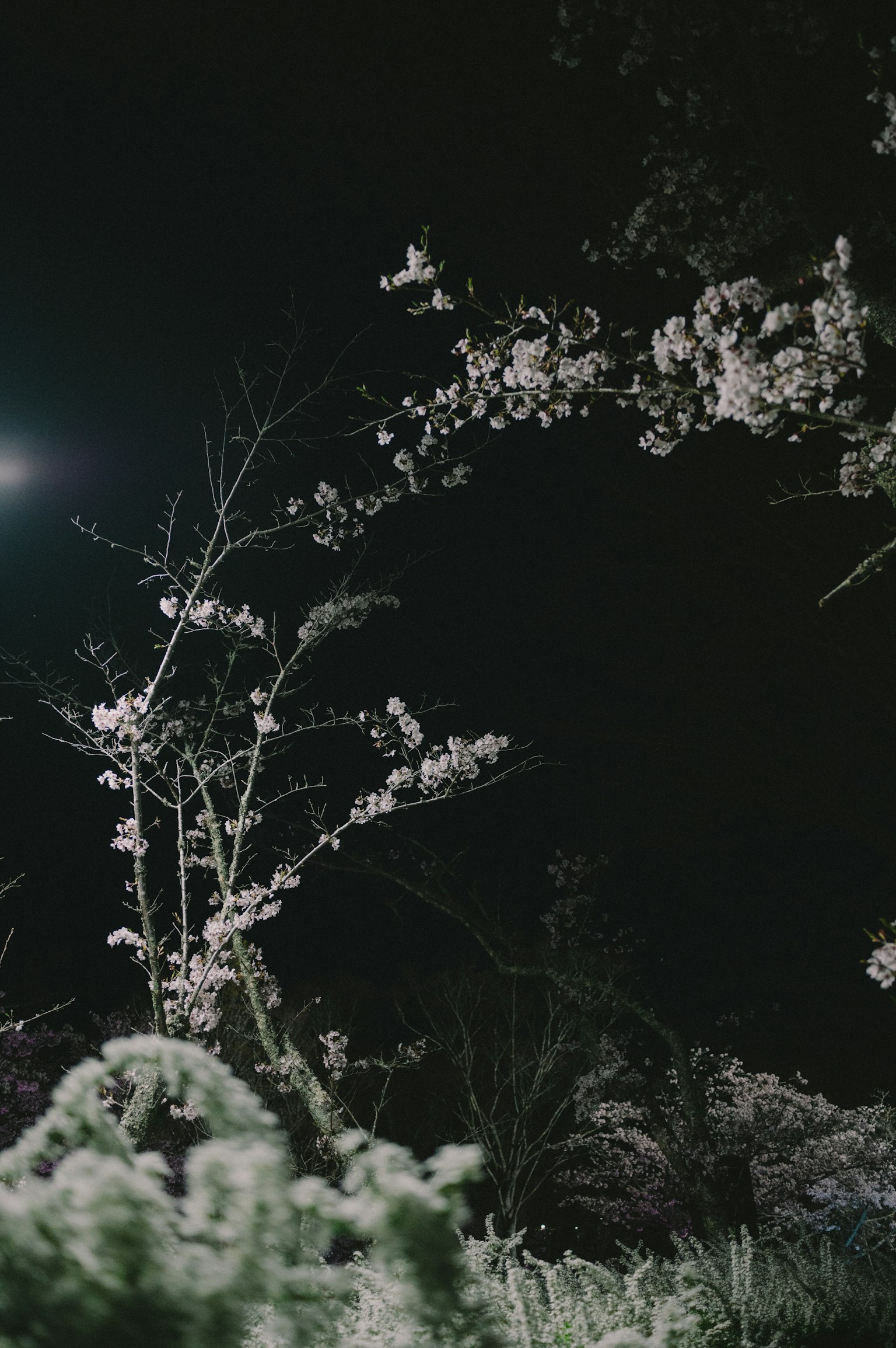 夜空下的白色花樹和綠色植物