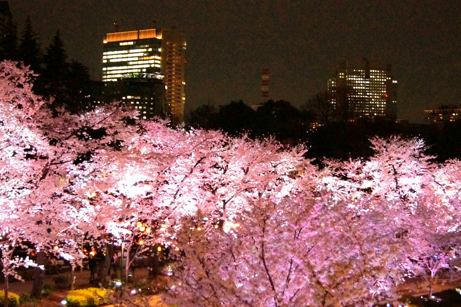 Belle scène nocturne avec des cerisiers en fleurs et une ligne d'horizon urbaine