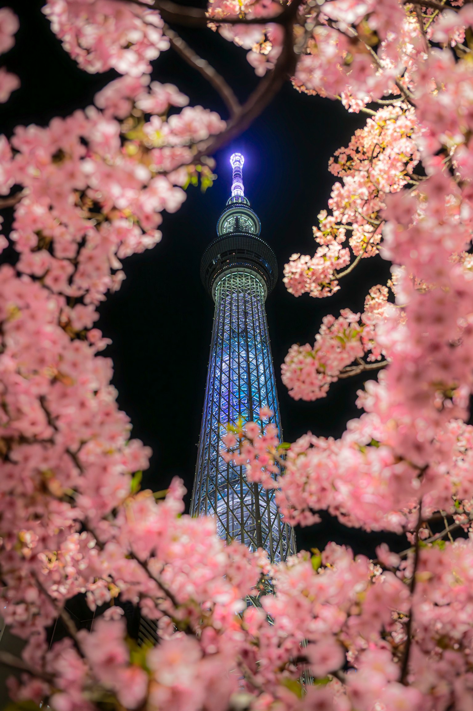 夜樱环绕的东京天空树美丽夜景