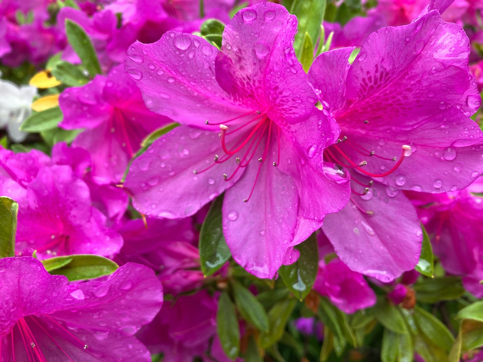 鮮豔的粉紅色杜鵑花上沾滿雨滴