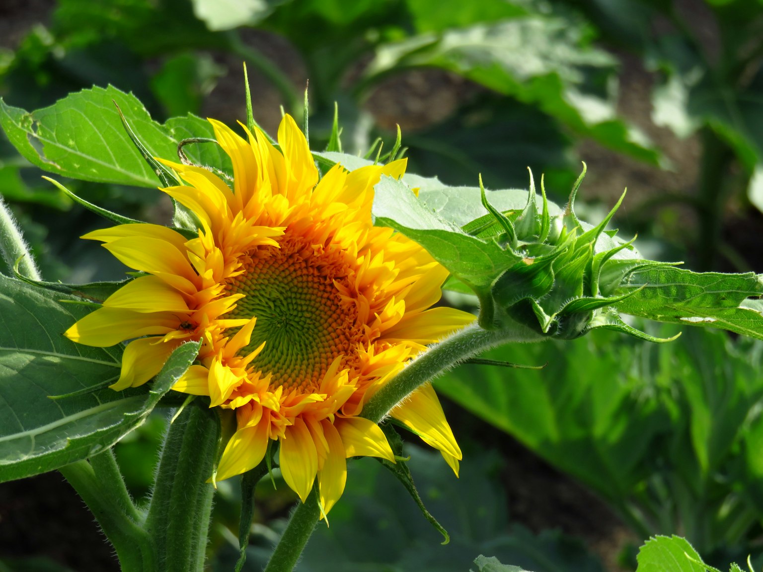Leuchtende gelbe Sonnenblume mit grünen Blättern