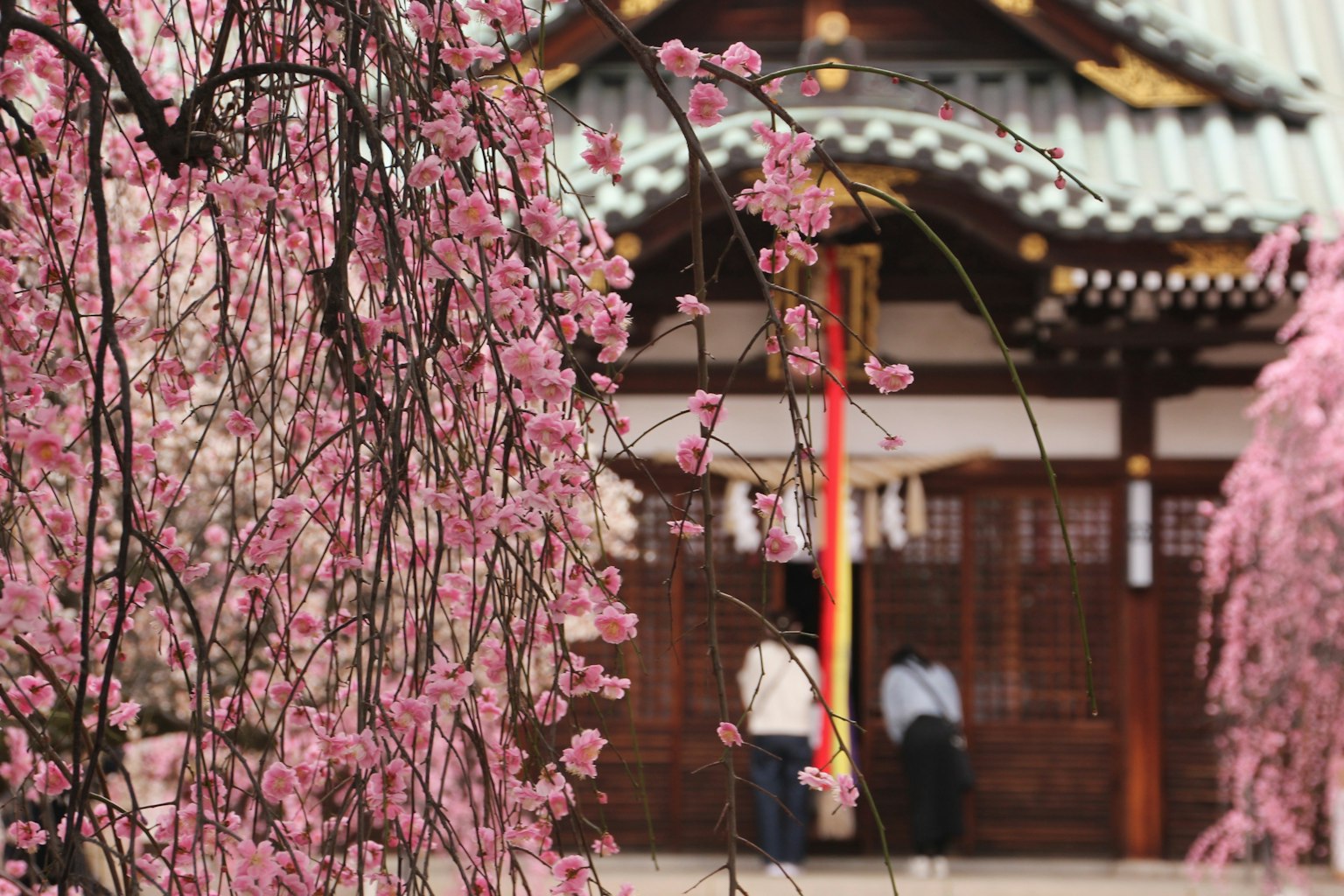 Bunga sakura mengelilingi pintu masuk kuil tradisional dengan pintu kayu
