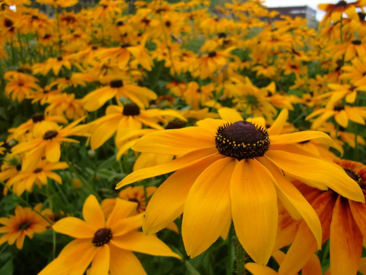 Fleurs jaunes vibrantes en pleine floraison