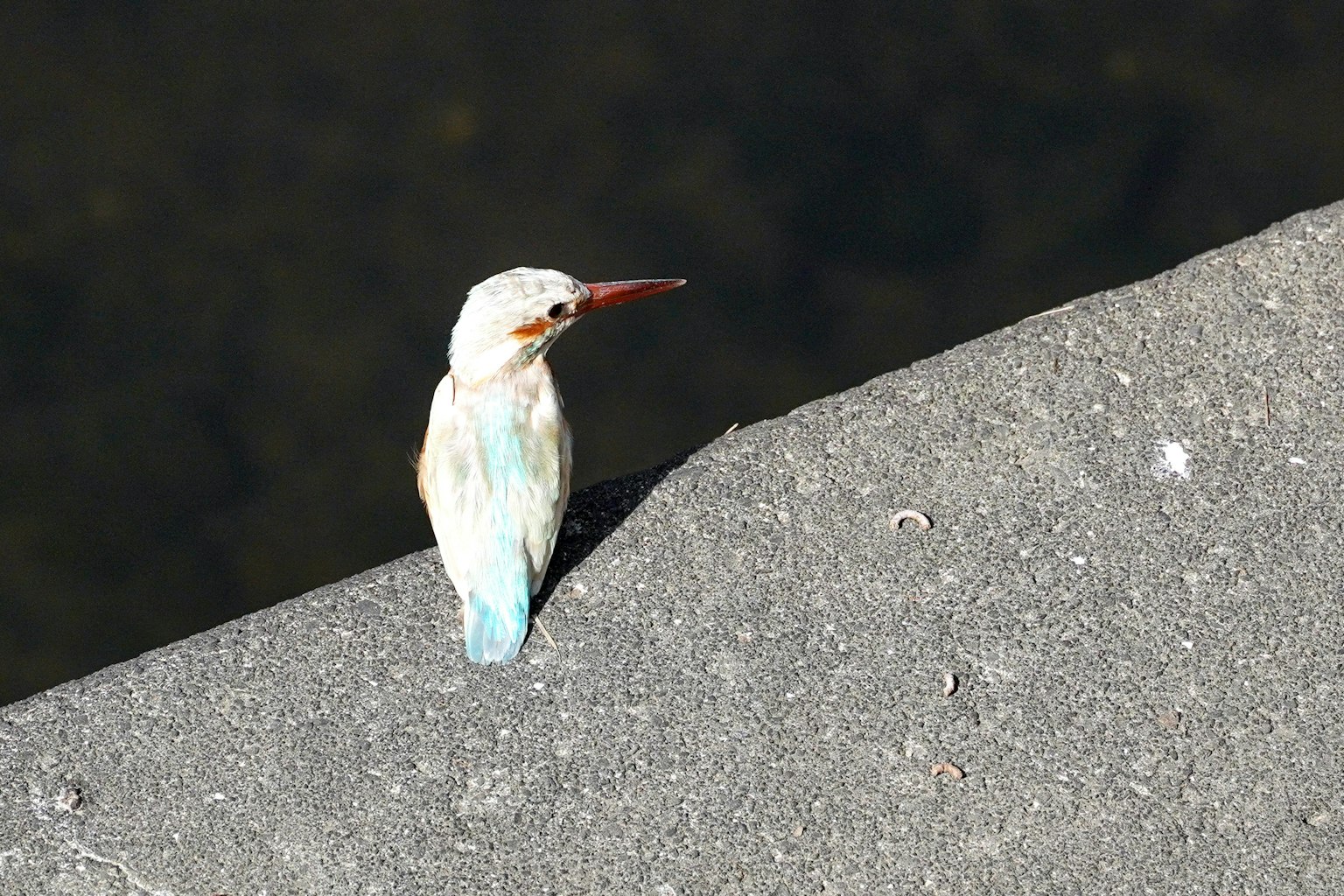 A bird with blue feathers perched on a concrete ledge