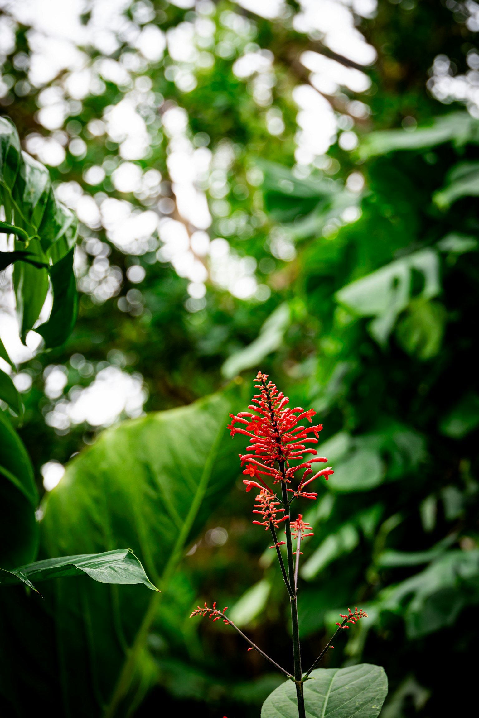 Vibrant red flower surrounded by lush green leaves