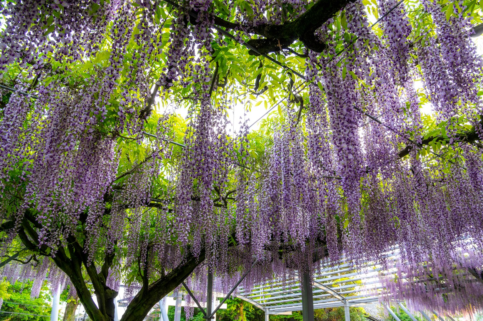 Schöne Gartenszene mit herabhängenden lila Wisteria-Blüten