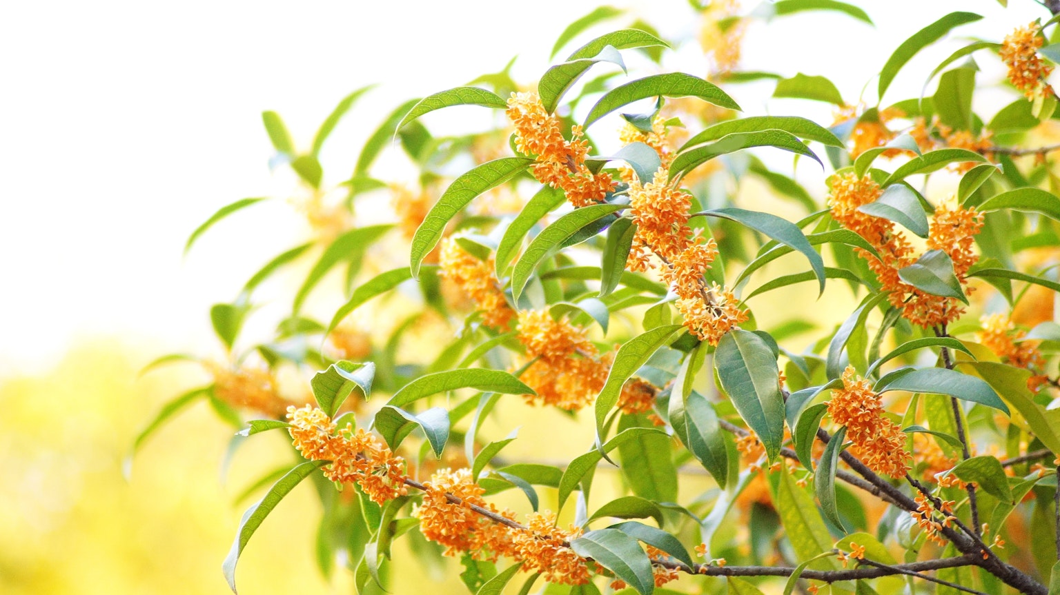 Zweig mit grünen Blättern und blühenden orangefarbenen Osmanthusblüten