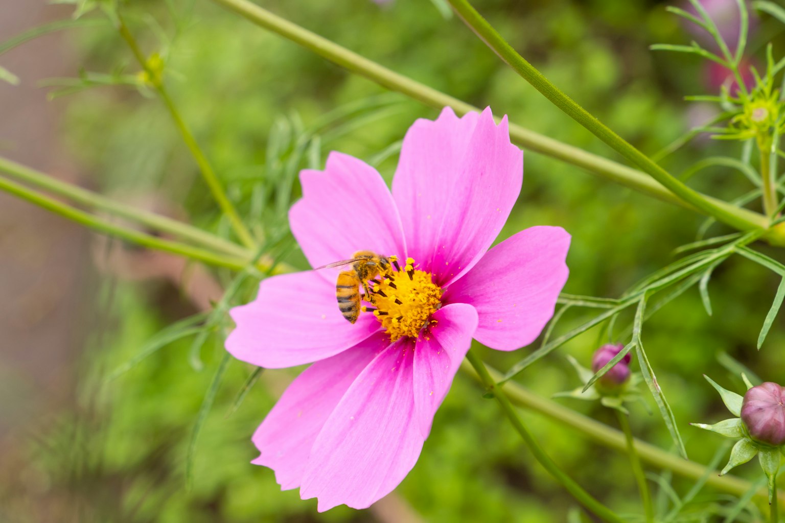 Ape su un fiore rosa con centro giallo circondato da fogliame verde