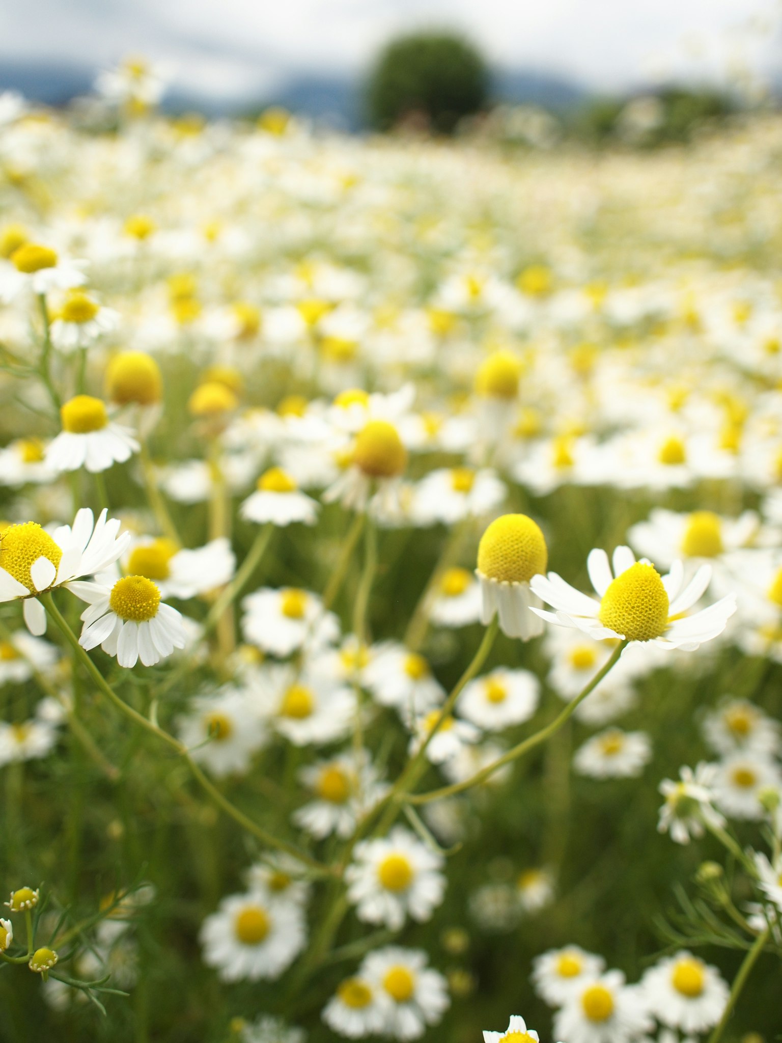 Ladang dengan bunga daisy putih dengan pusat kuning yang mekar penuh