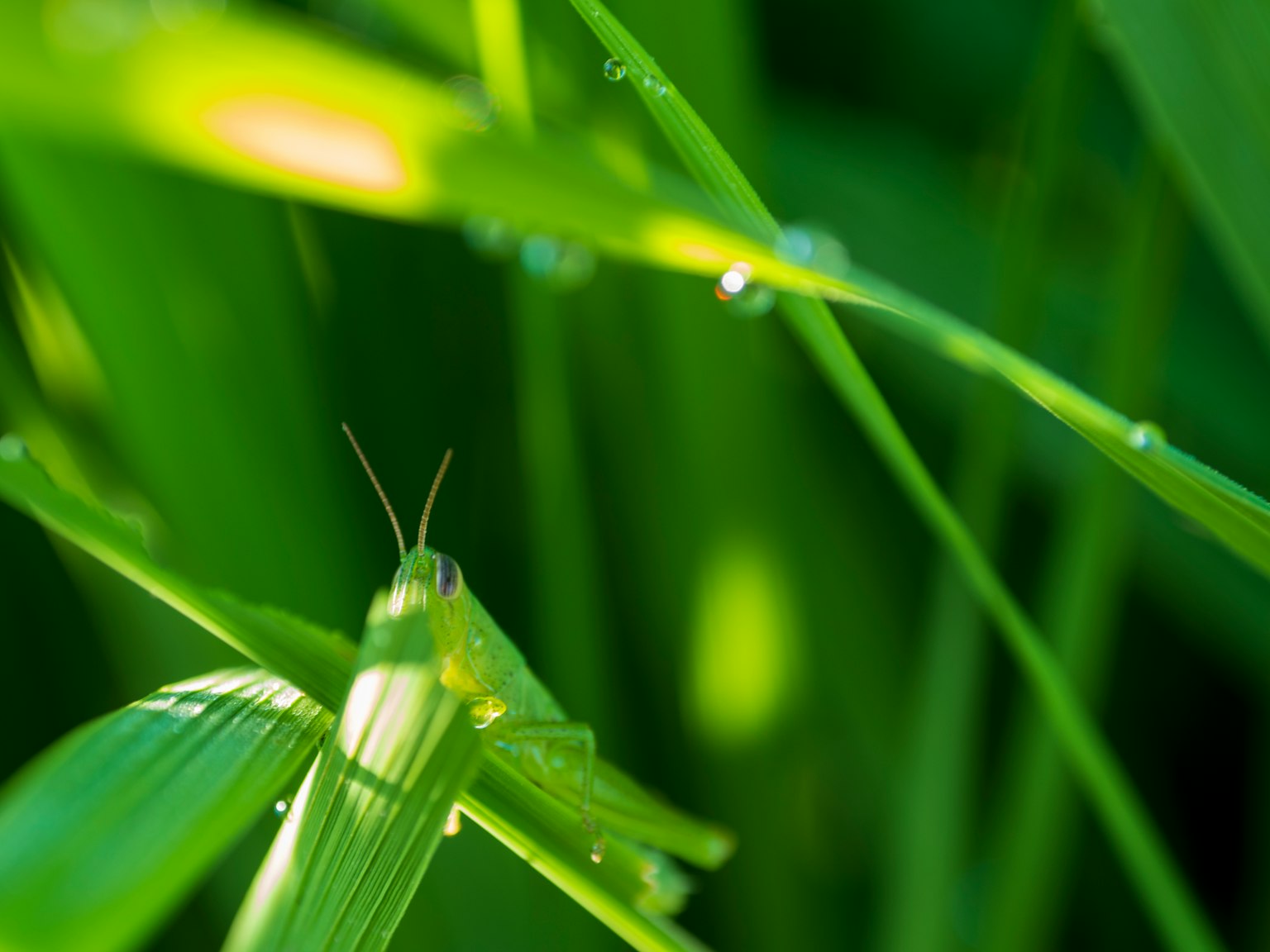 Image en gros plan d'une sauterelle parmi de l'herbe verte