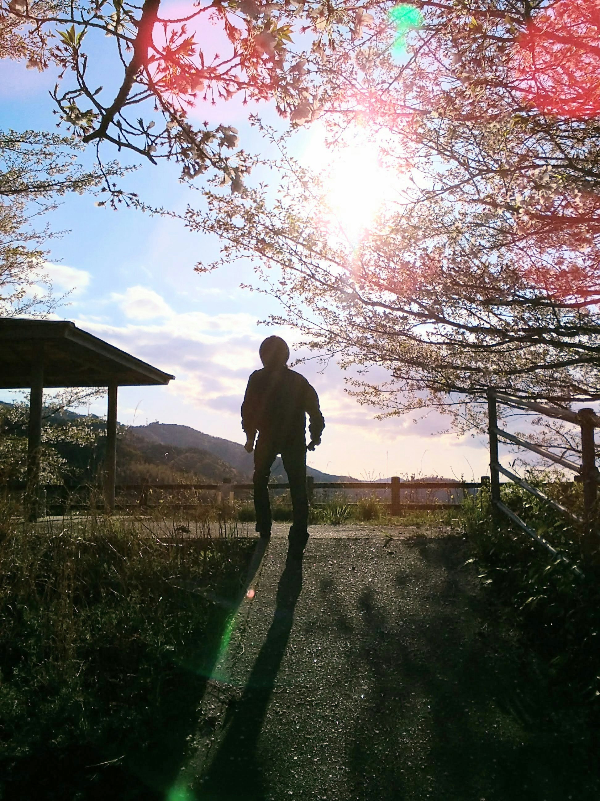 夕阳下坡道上行走的人与樱花树