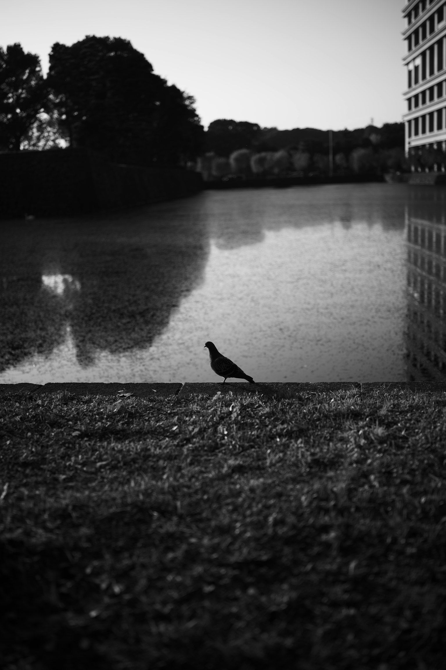 Silhouette di un uccello presso un lago tranquillo con edifici riflettenti
