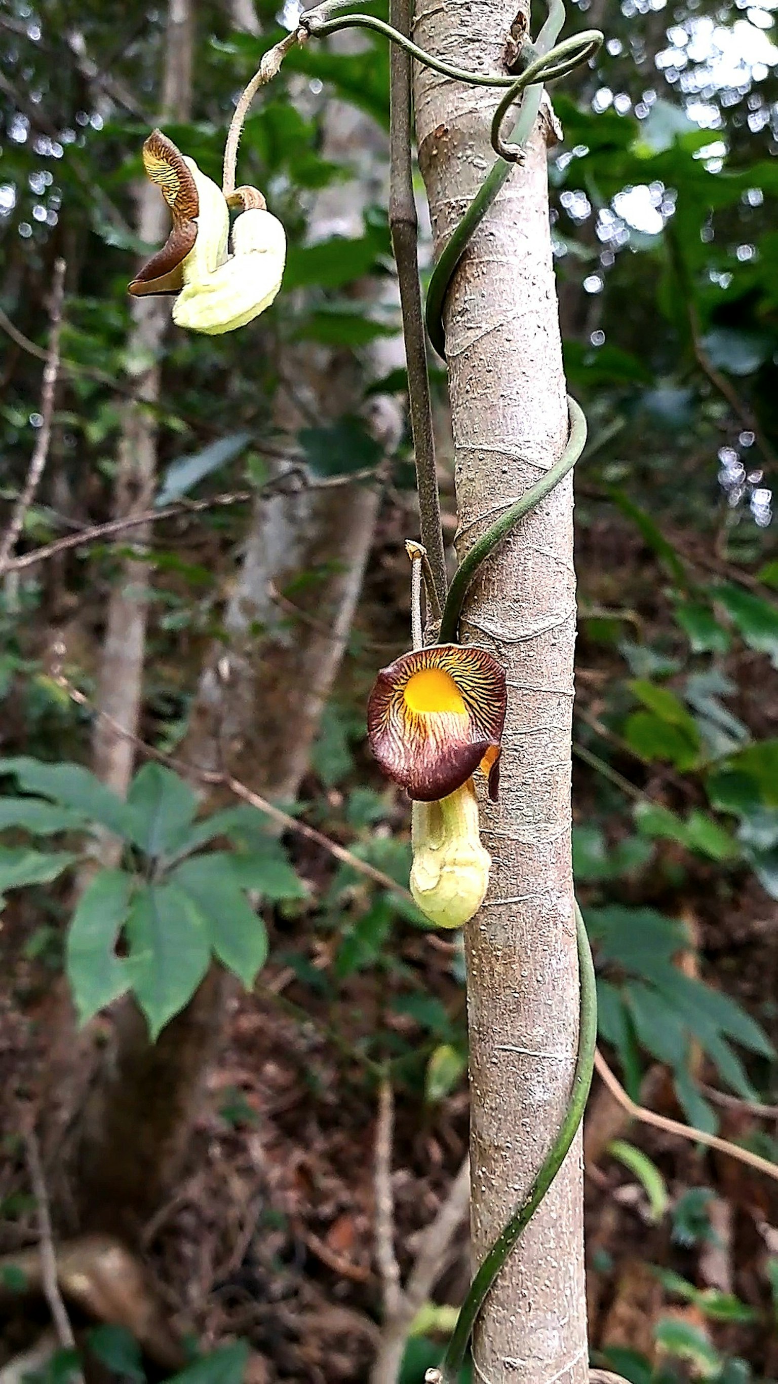 Fleurs et feuilles uniques d'une plante grimpante enroulées autour d'un arbre