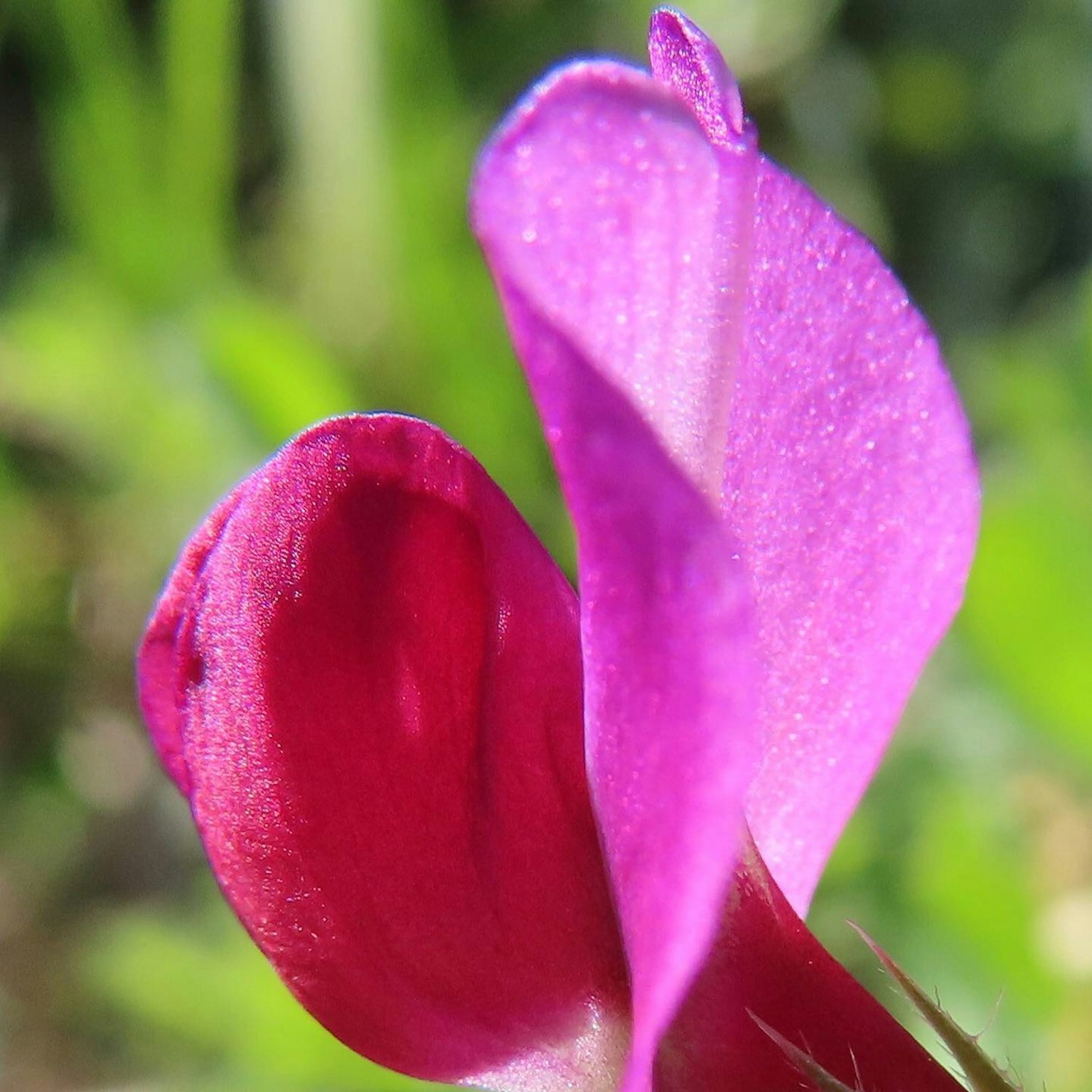 Gambar close-up kelopak bunga merah dan ungu