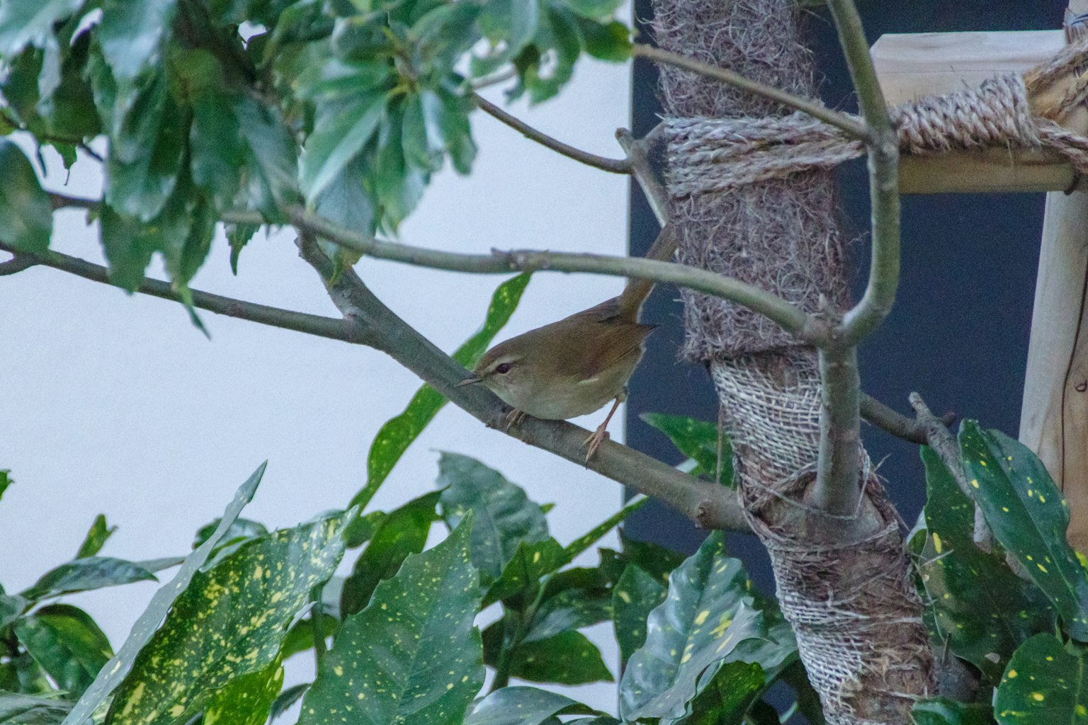 Ein kleiner Vogel, der auf einem Ast zwischen grünen Blättern sitzt