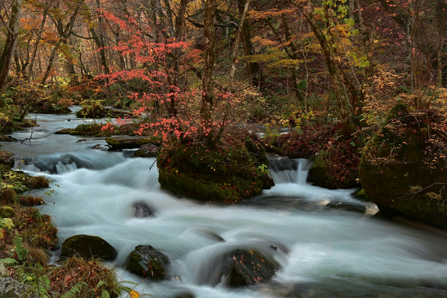 Vista escénica de un río que fluye rodeado de árboles coloridos
