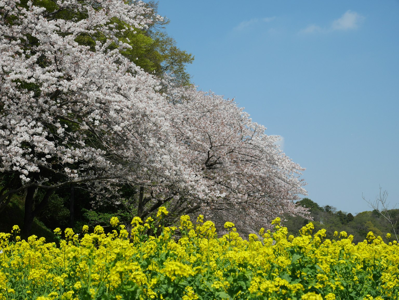 春季风景，白色樱花树和黄色油菜花田