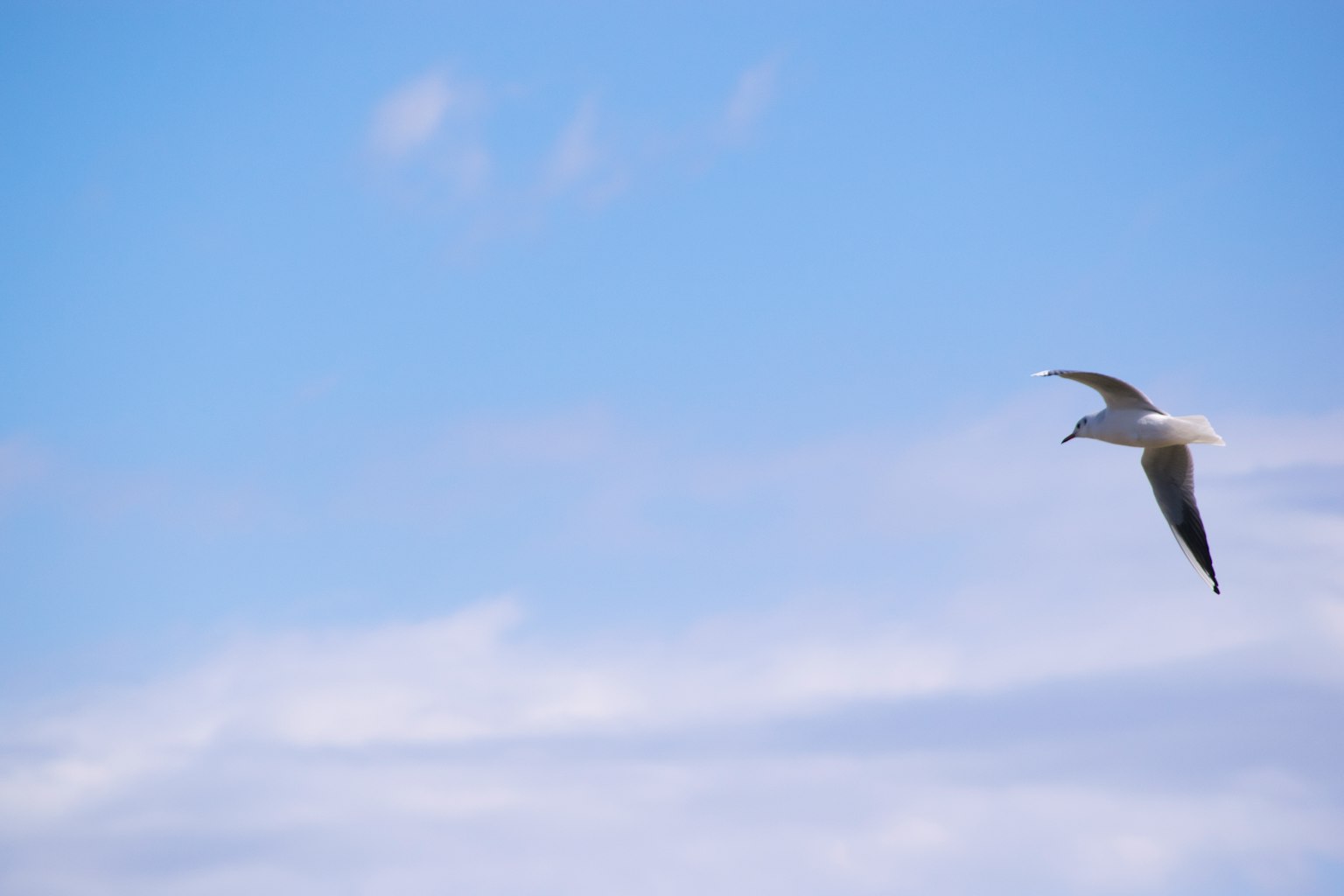 Ein weißer Vogel fliegt vor einem blauen Himmel