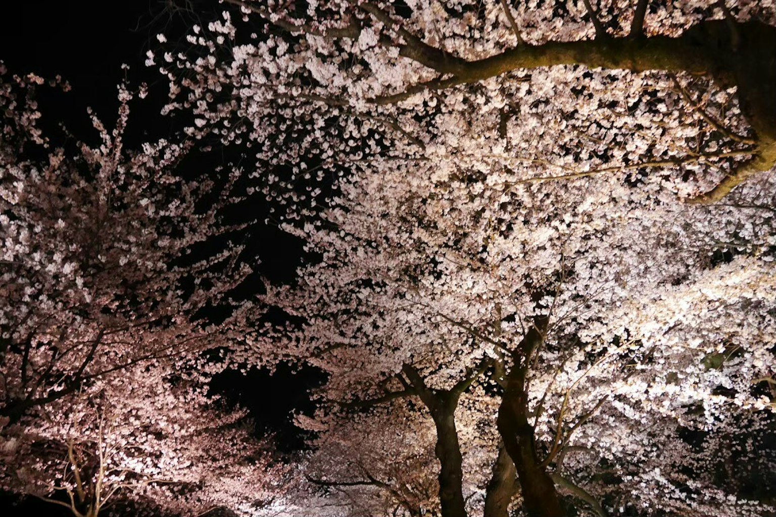 아름다운 밤 벚꽃 풍경 연한 분홍색 꽃잎이 만개한 벚나무