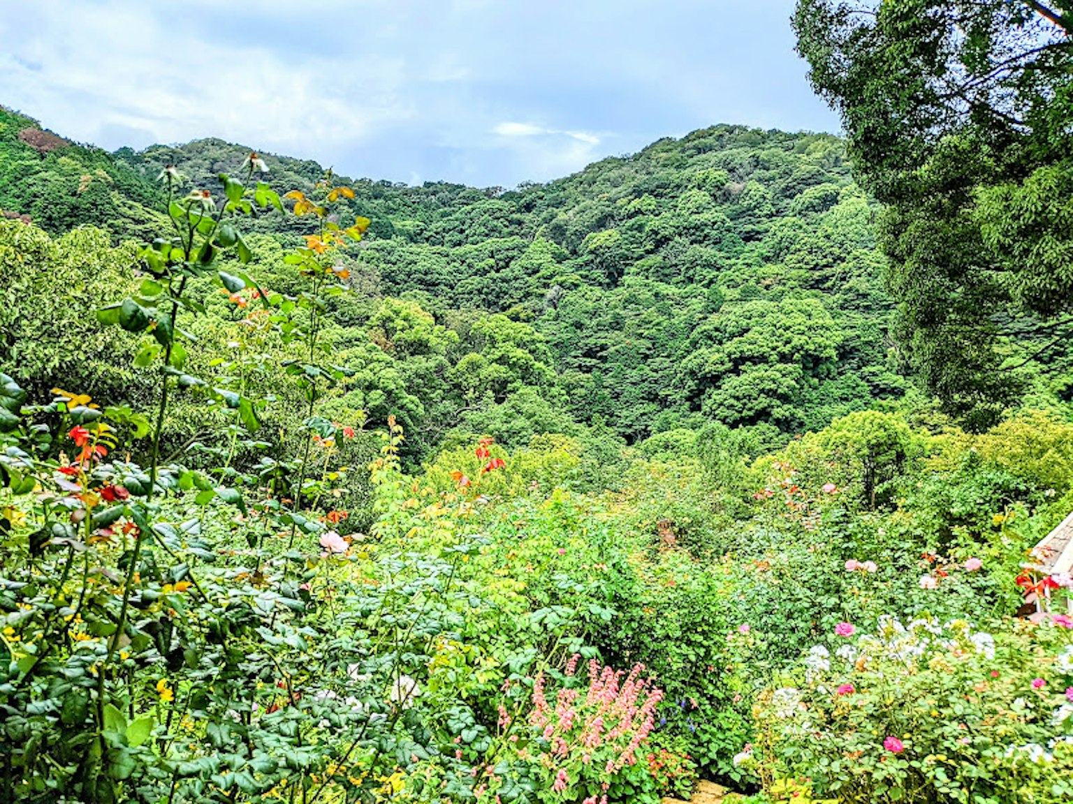 郁郁葱葱的山丘和前景中的五彩花卉
