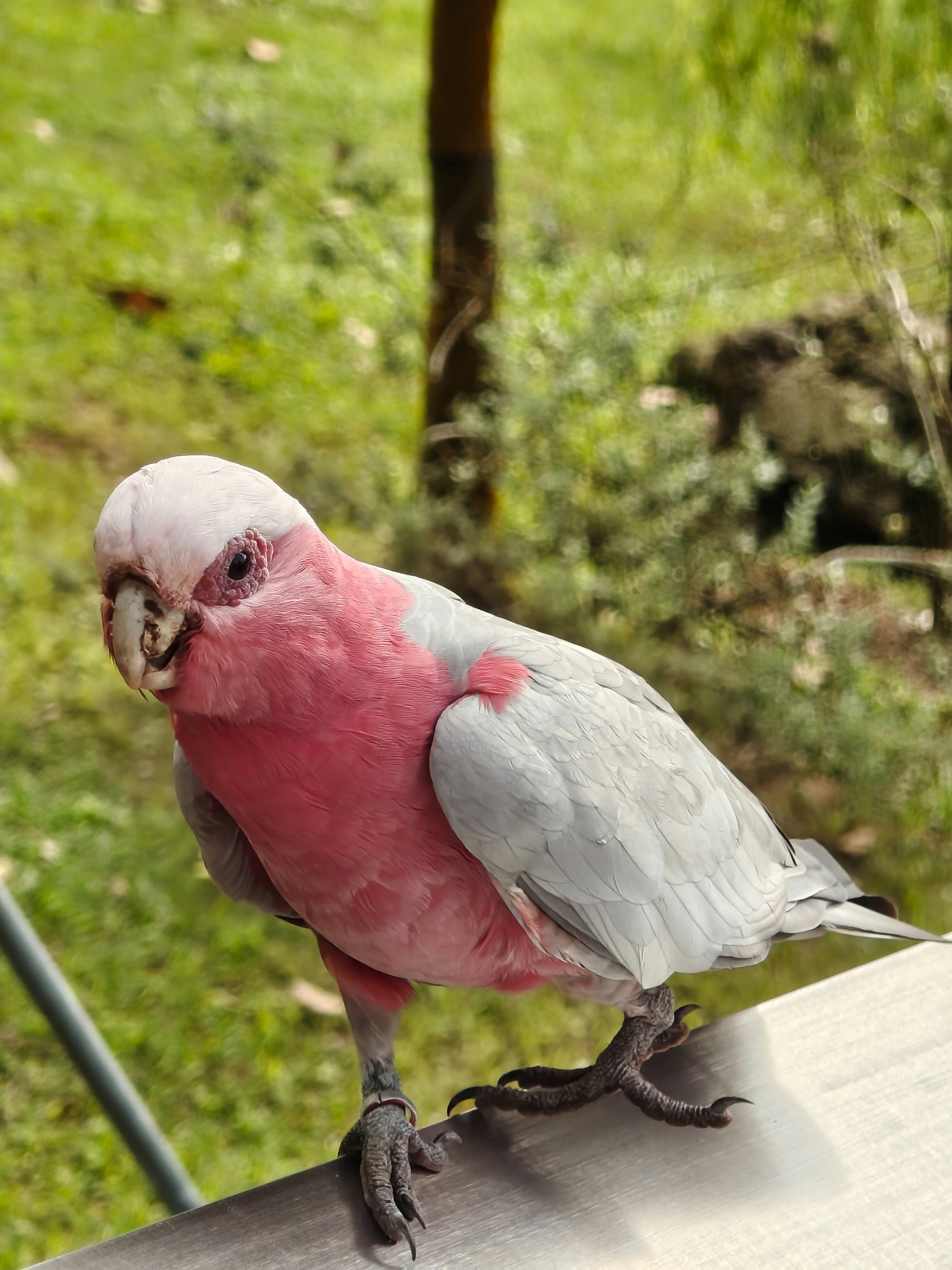 芝生の上で止まるピンクのオウム