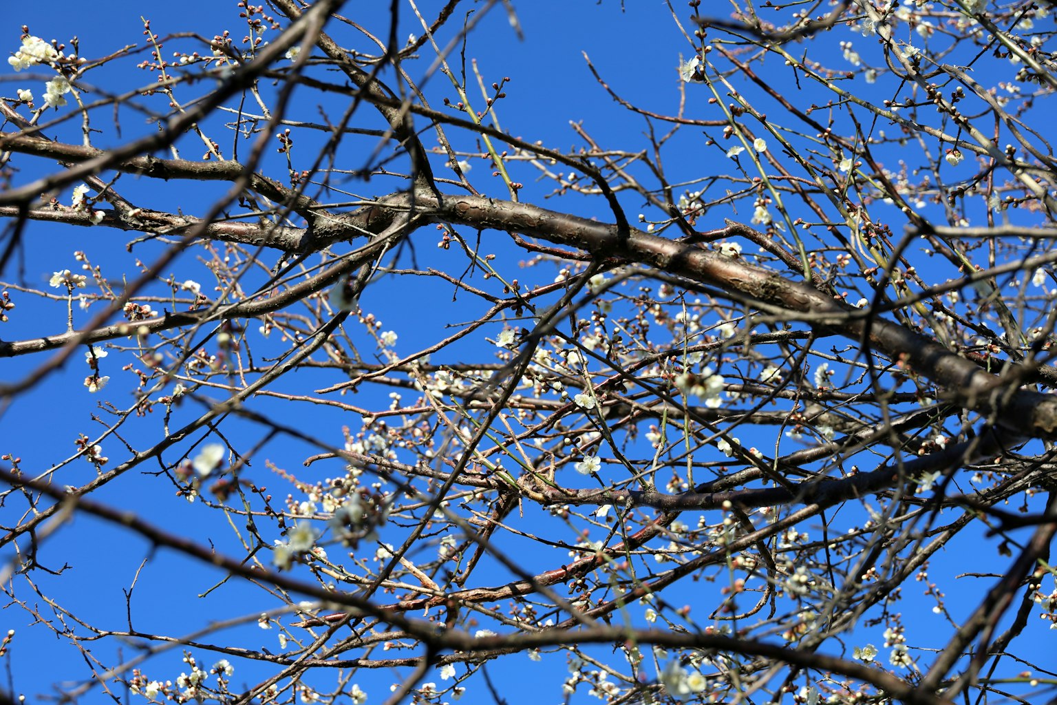 Thin branches with white flowers against a blue sky