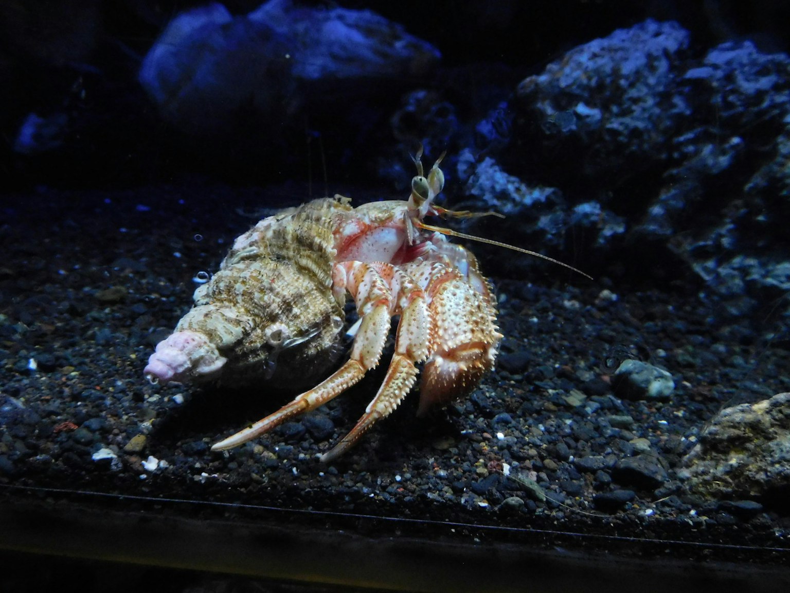 Un crostaceo dentro un guscio sul fondo dell'acquario