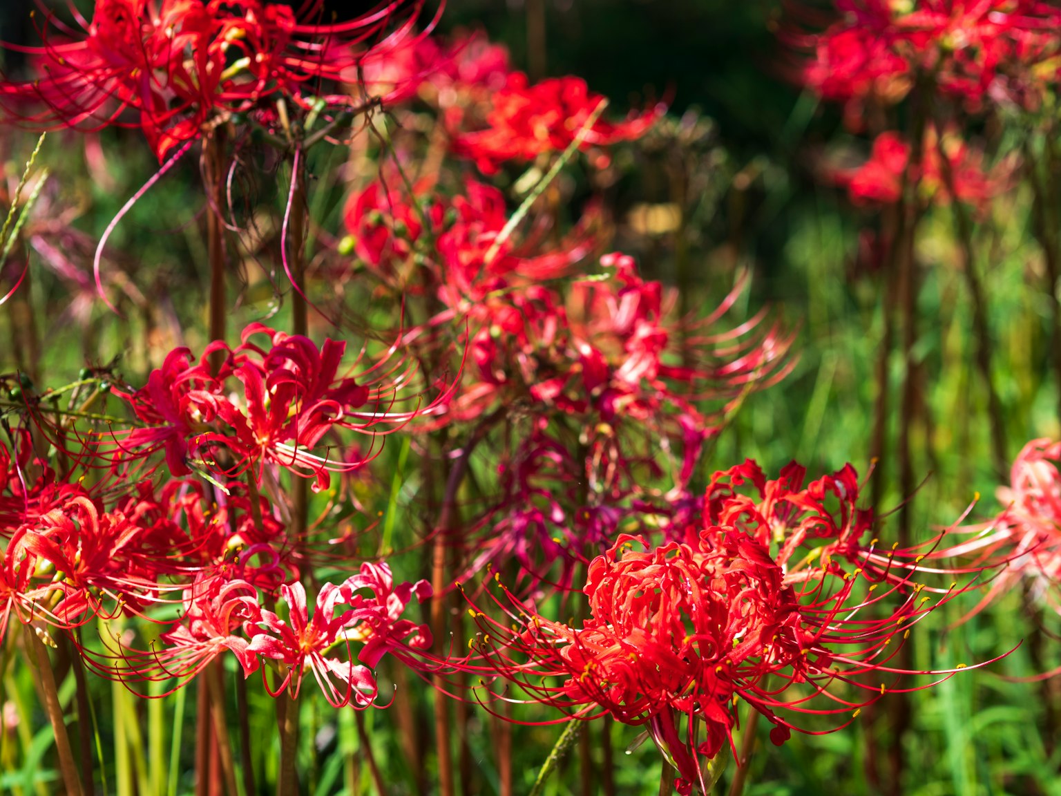 Campo de lirios rojos floreciendo entre la hierba verde