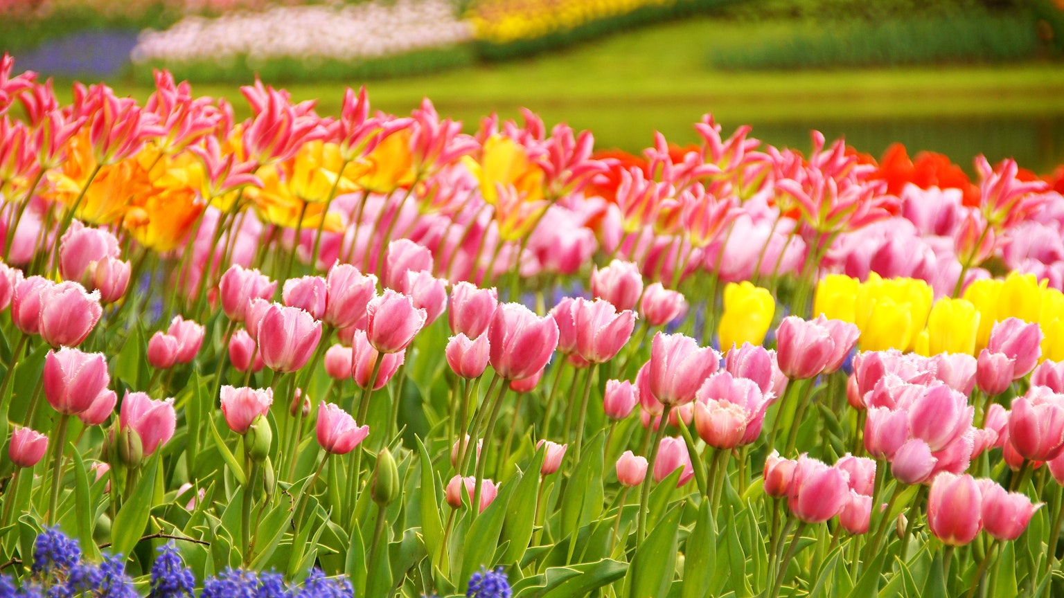 Giardino vibrante pieno di tulipani colorati e fiori
