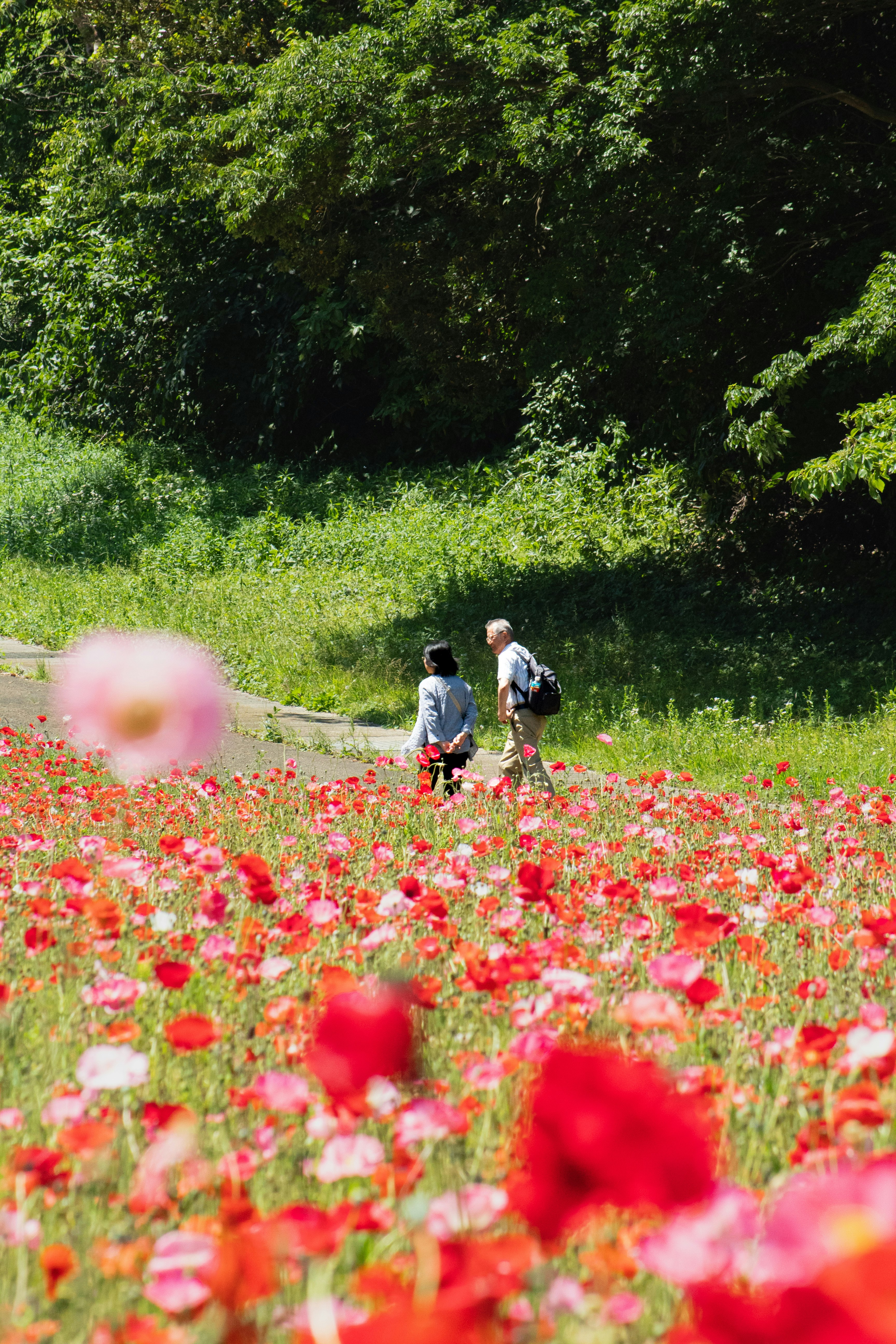 花畑の小道を歩く人々と緑の林