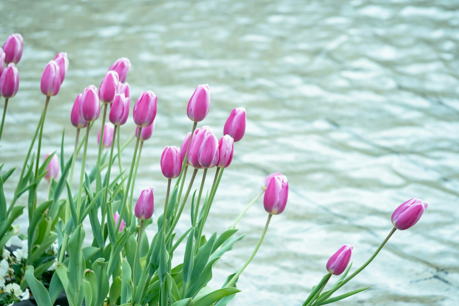 Tulipani rosa che fioriscono vicino all'acqua