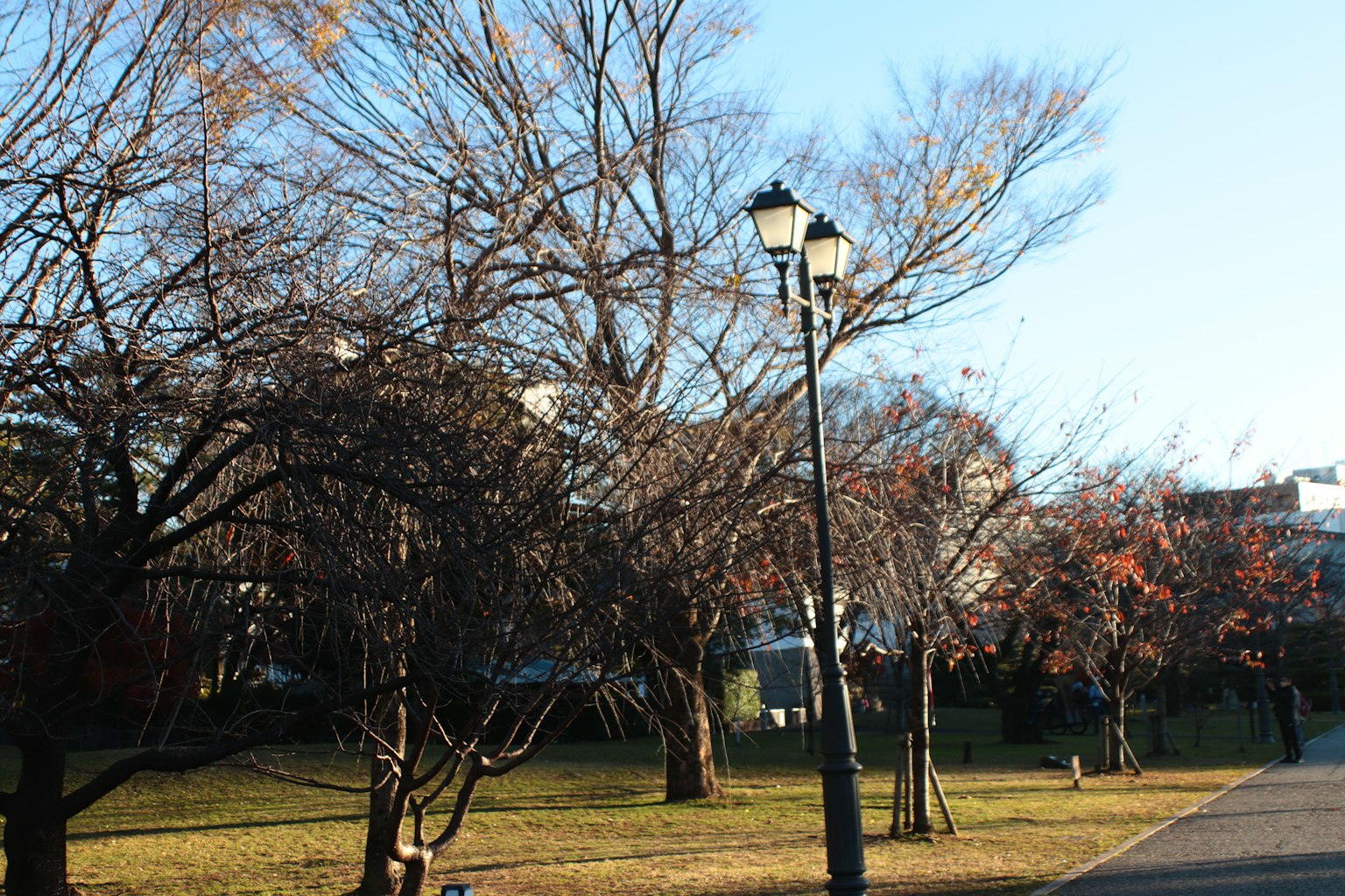 Escena de parque invernal con árboles desnudos y una farola