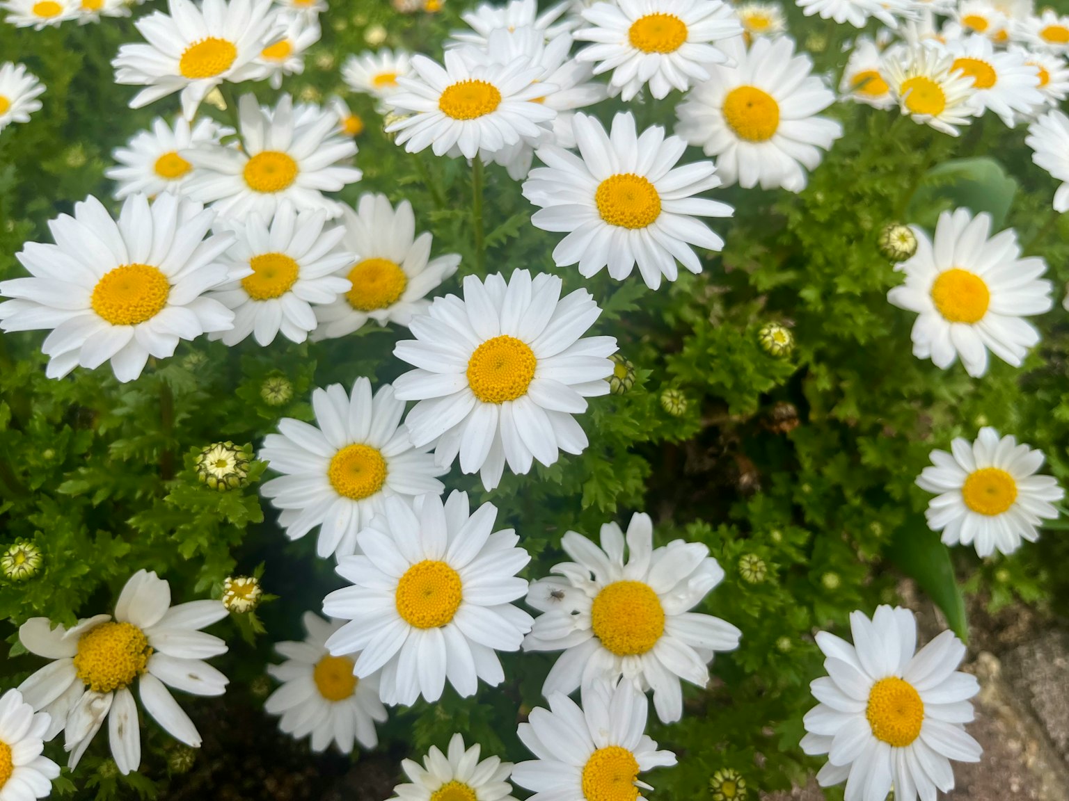 Margaritas con pétalos blancos y centros amarillos floreciendo sobre un fondo verde