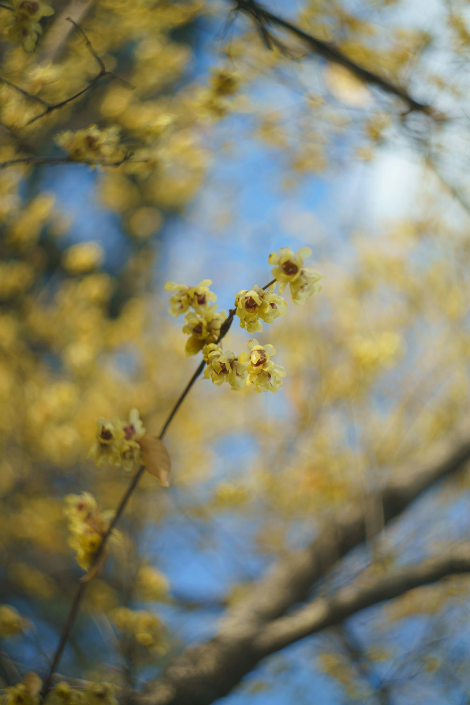 Una rama con flores amarillas contra un cielo azul