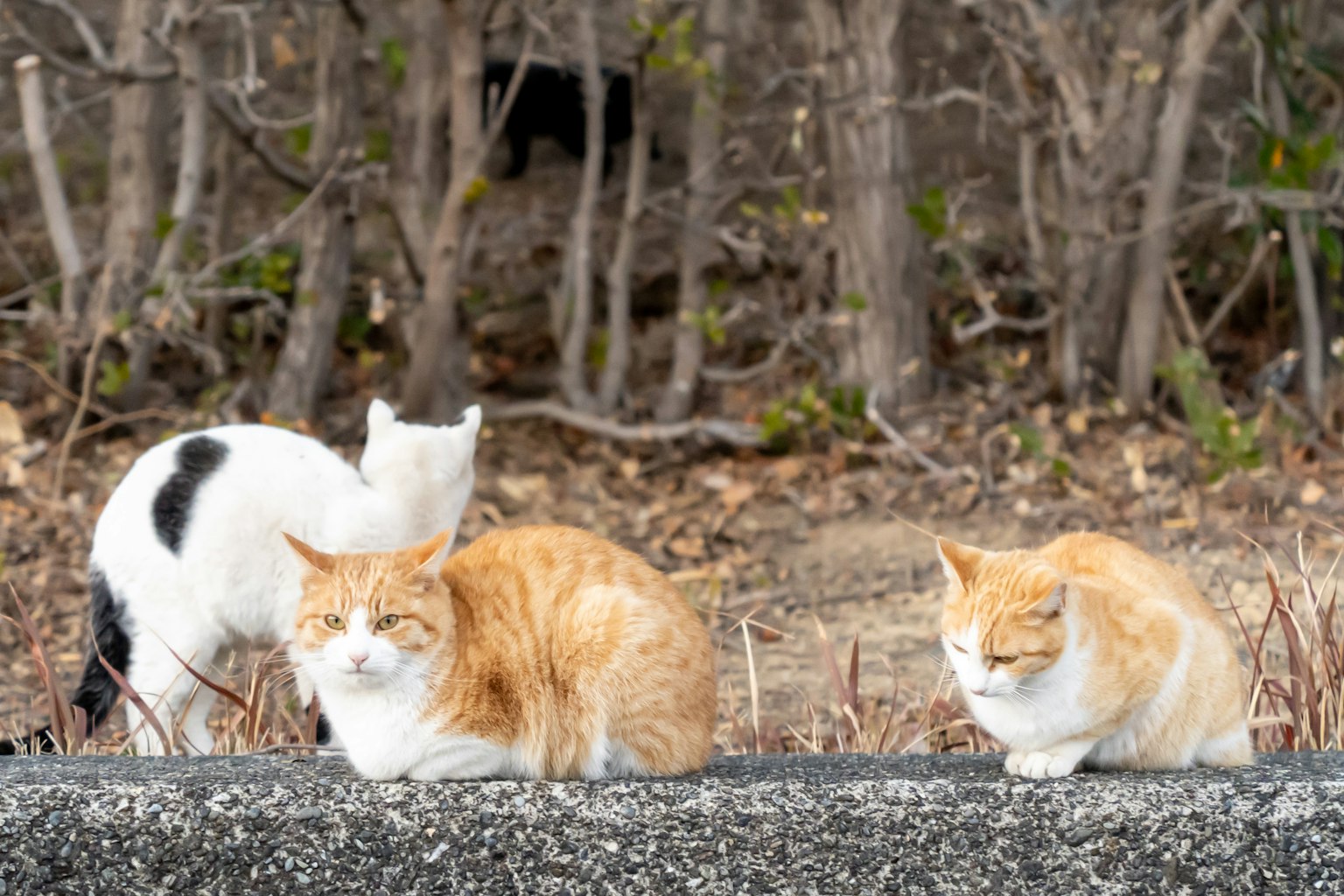 Tre gatti che riposano su un muro di pietra due gatti arancioni e un gatto bianco e nero in un ambiente naturale