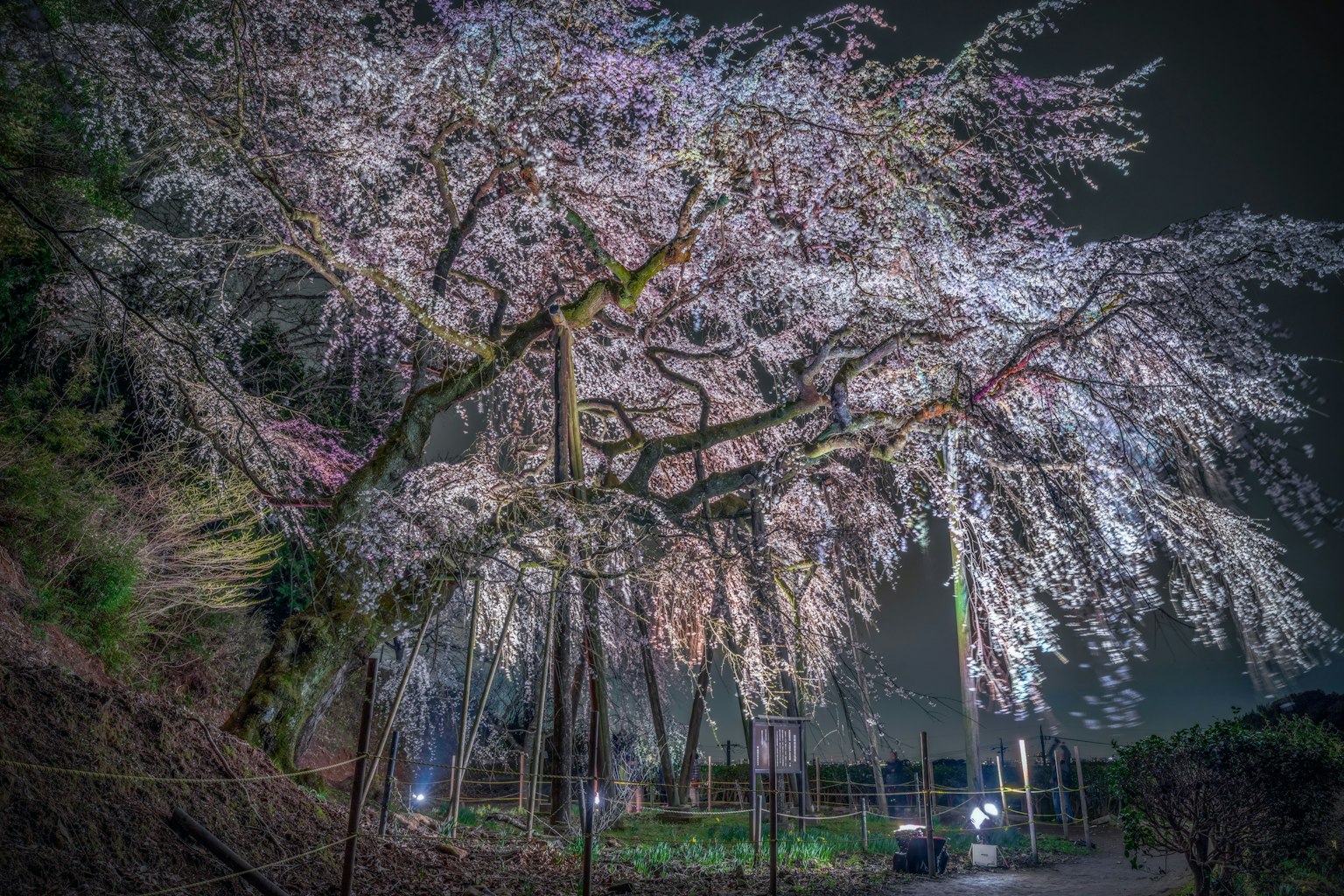 夜间盛开的美丽樱花树